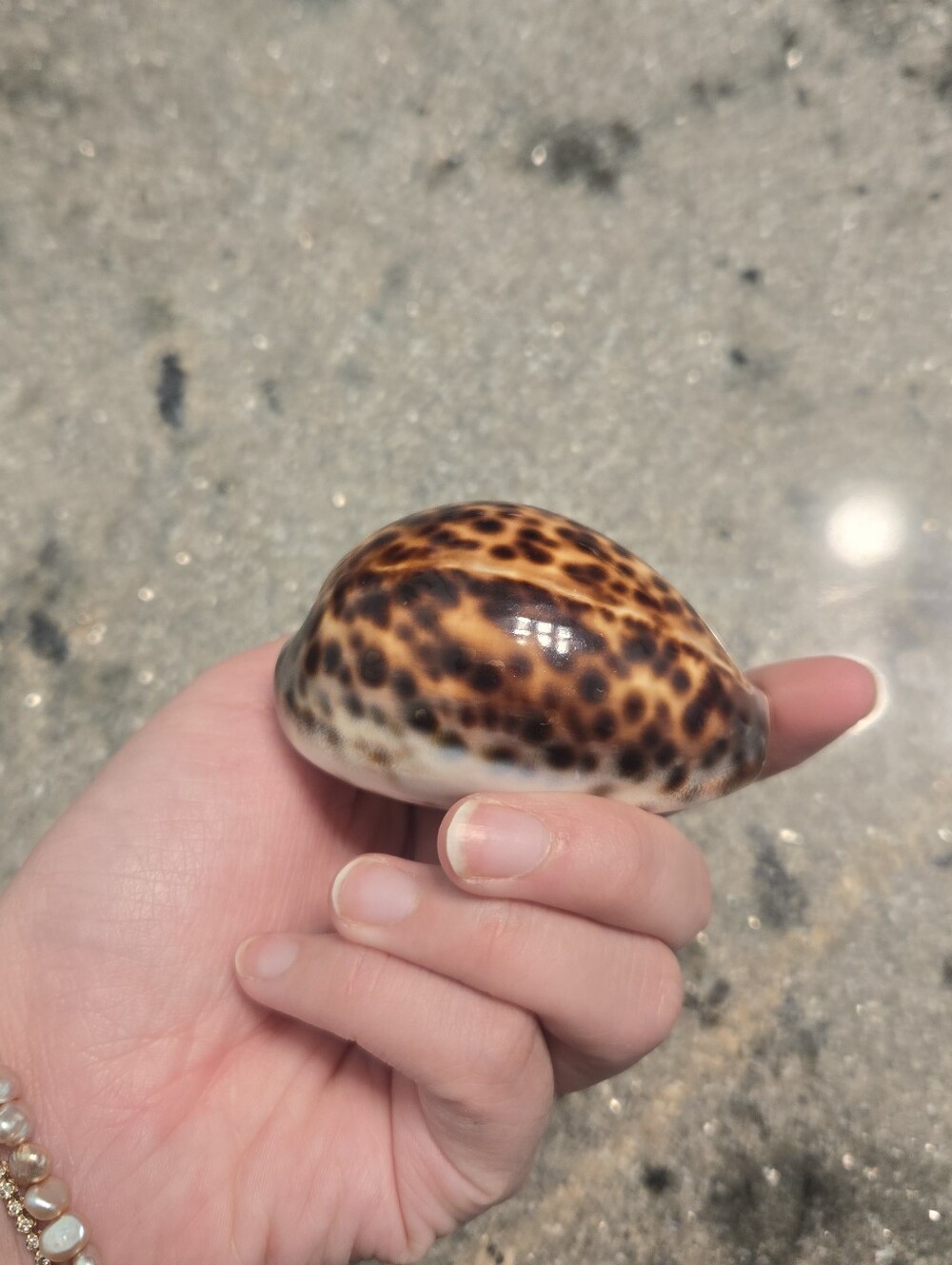 Leopard TIGER COWRIE Seashell